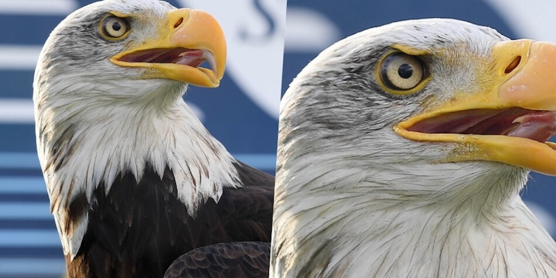 Falconiere Bernabé sfida la nuova aquila della Lazio: la sua affermazione “sempre Olympia” è messa in dubbio