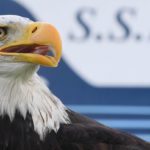 Lazio: i tifosi scelgono il nome della nuova aquila