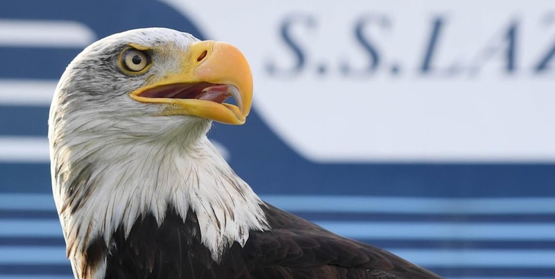 Lazio: i tifosi scelgono il nome della nuova aquila