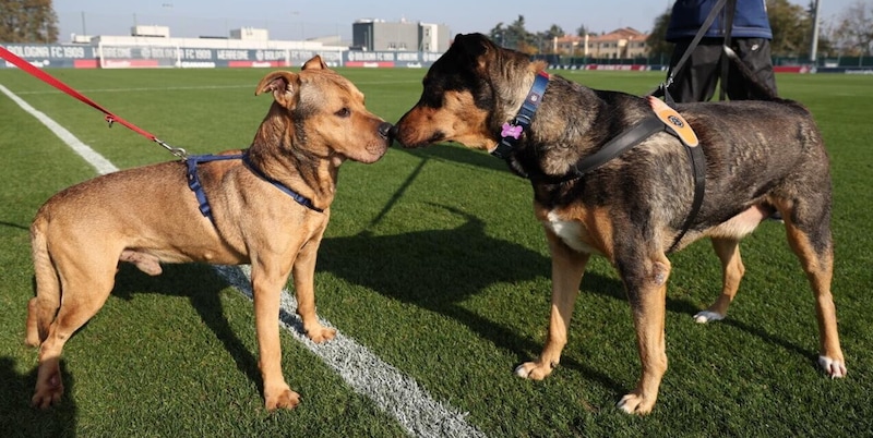 Bologna FC 1909 lancia nuovo programma di supporto per rafforzare i legami con club, staff e tifosi