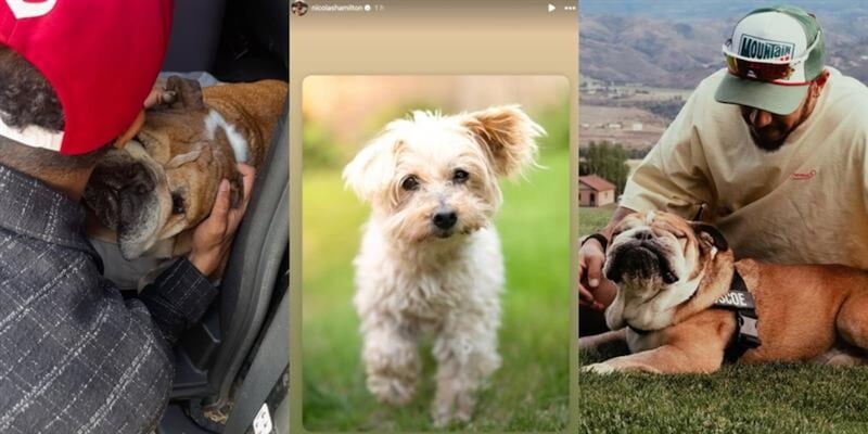 La famiglia Hamilton affronta un nuovo lutto: Oscar scompare dopo Roscoe