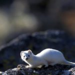 Milano‑Cortina 2026: l’impatto ambientale delle Alpi italiane