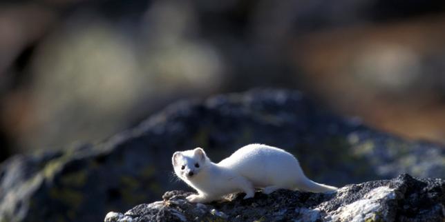 Milano‑Cortina 2026: l’impatto ambientale delle Alpi italiane